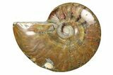 Red Flash Ammonite Fossil - Madagascar #187240-1